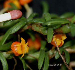 Mediocalcar decoratum