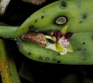 Dendrobium transversilobum