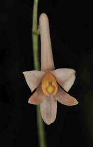 Anthogonium gracile