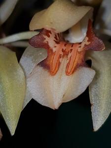 Coelogyne assamica