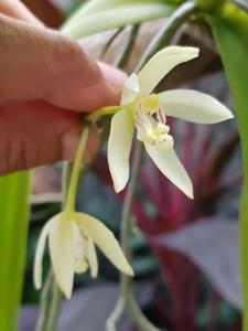 Brachypeza unguiculata