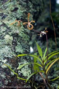 Arachnis limax