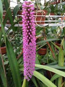 Arpophyllum spicatum