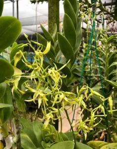Dendrobium macranthum