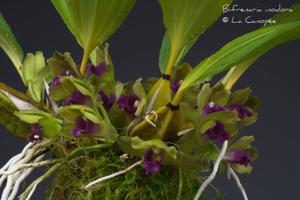 Bifrenaria inodora