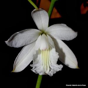 Bletia patula