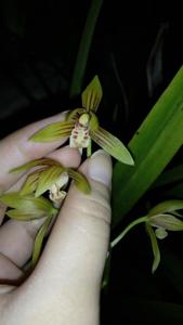 Cymbidium ensifolium