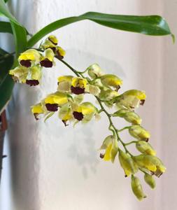Gomesa echinata