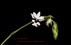 Calanthe vestita var. rubra-oculta