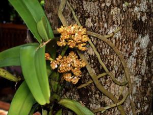 Acampe praemorsa var. longepedunculata