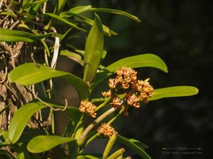 Acampe praemorsa var. longepedunculata