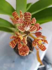 Acampe praemorsa var. longepedunculata