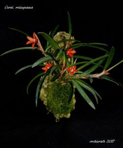 Ceratostylis retisquama