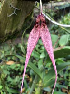 Bulbophyllum biflorum