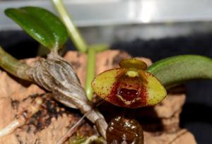 Dendrobium bulbophylloides