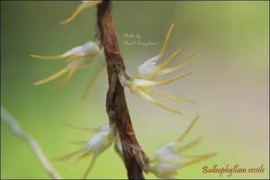 Bulbophyllum clandestinum