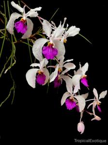 Holcoglossum kimballianum