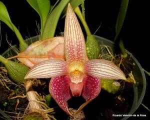 Bulbophyllum facetum