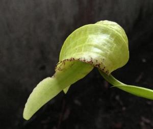 Bulbophyllum grandiflorum