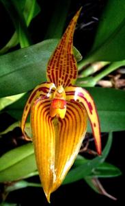 Bulbophyllum membranifolium subsp. inunctum