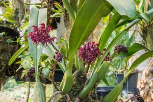 Bulbophyllum lasianthum
