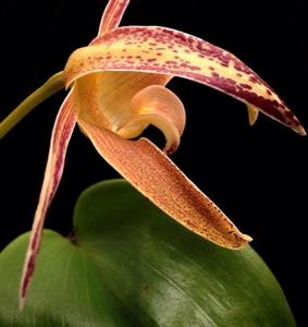 Bulbophyllum lobbii subsp. lobbii