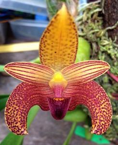 Bulbophyllum lobbii subsp. breviflorum