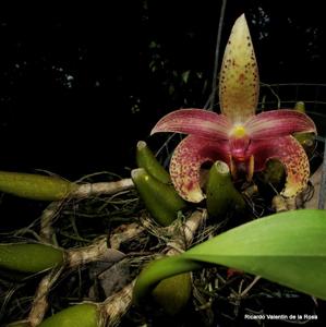 Bulbophyllum lobbii subsp. breviflorum