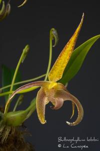 Bulbophyllum lobbii