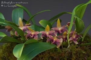Bulbophyllum lobbii subsp. breviflorum