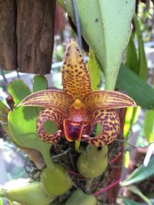 Bulbophyllum lobbii subsp. breviflorum