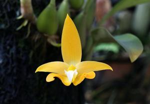 Bulbophyllum claptonense