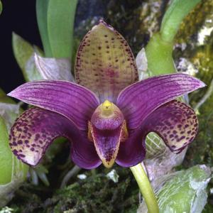 Bulbophyllum lobbii subsp. breviflorum