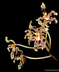 Paraphalaenopsis labukensis