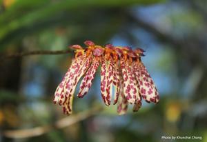 Bulbophyllum longiflorum