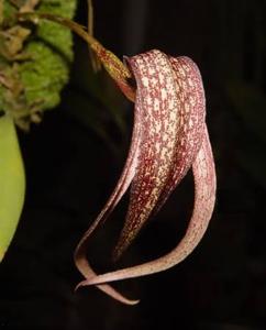 Bulbophyllum longisepalum