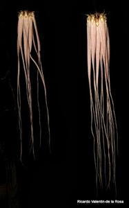 Bulbophyllum longissimum