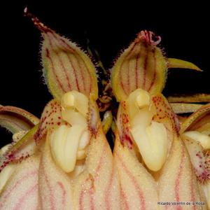Bulbophyllum longissimum