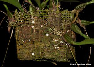 Bulbophyllum longissimum