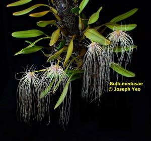 Bulbophyllum medusae