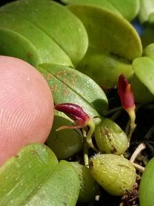 Bulbophyllum membranaceum