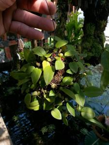 Bulbophyllum membranaceum