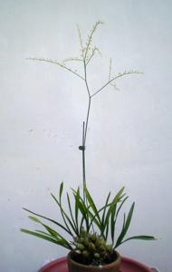 Acriopsis liliifolia