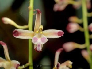 Acriopsis liliifolia