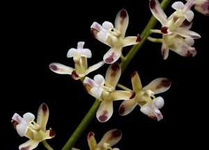 Acriopsis liliifolia