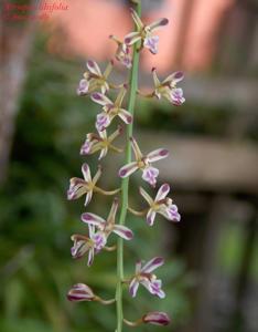 Acriopsis liliifolia