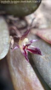 Anathallis laciniata