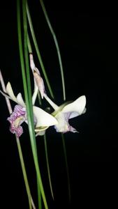 Dendrobium junceum