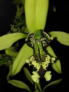 Coelogyne pandurata