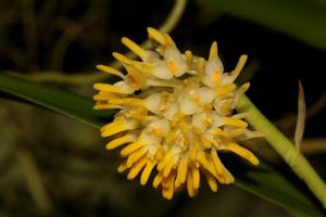 Bulbophyllum odoratissimum